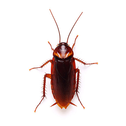 Cockroach